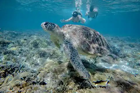 Gili Trawangan : Half Day Snorkeling with Turtle and Statue