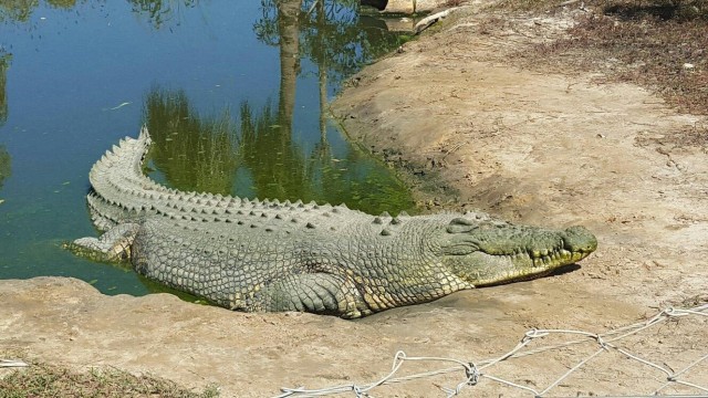Visit Koorana Crocodile Farm Guided Tour in Rockhampton