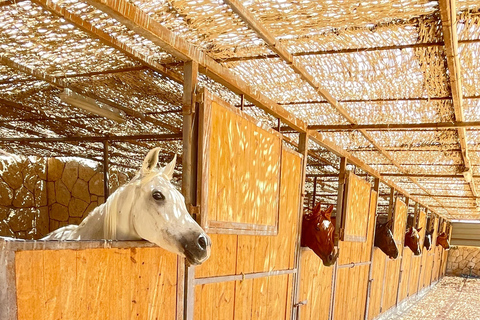 Soma Bay: Reittour mit HoteltransferSoma Bay: Reittour ohne Hoteltransfer