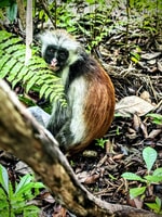 Jozani Forest mit Spice Tour - Housity