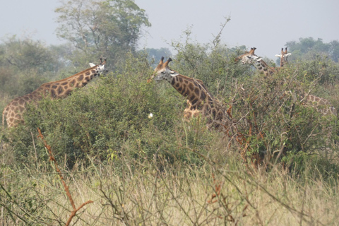 9-daagse Oeganda en Rwanda Big Five en Gorilla vanuit Kigali