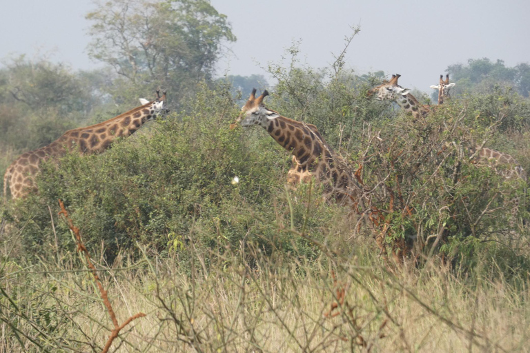 9 días por Uganda y Ruanda con los Cinco Grandes y el Gorila desde Kigali