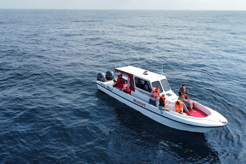 Whale Watching Maputo