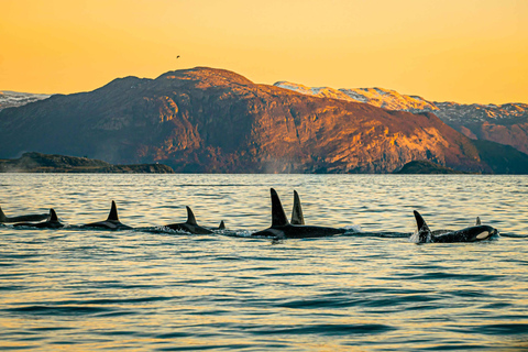 Skjervøy: Obserwacja wielorybów z łodzią RIB i lokalnym przewodnikiemSkjervøy: Obserwacja wielorybów z łodzią RIB i lokalnym przewodnikiem.