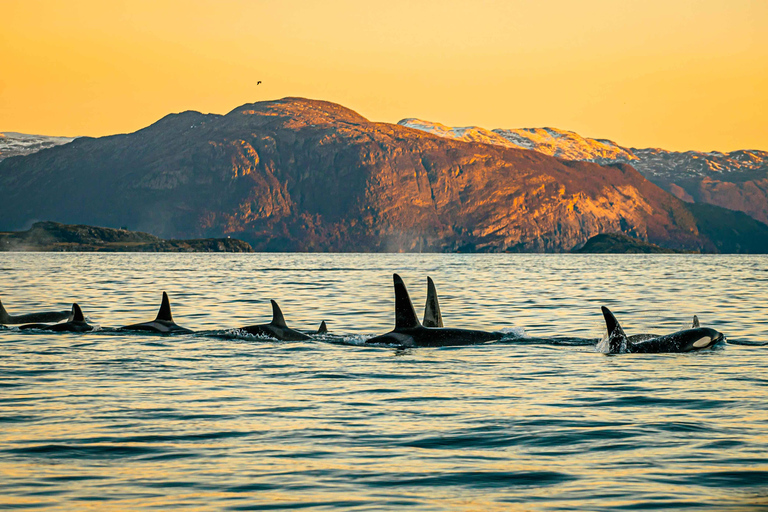 Skjervøy: Obserwacja wielorybów z łodzią RIB i lokalnym przewodnikiemSkjervøy: Obserwacja wielorybów z łodzią RIB i lokalnym przewodnikiem.