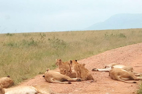 Lake Nakuru National Park Day Trip From Nairobi Lake Nakuru National Park From Nairobi