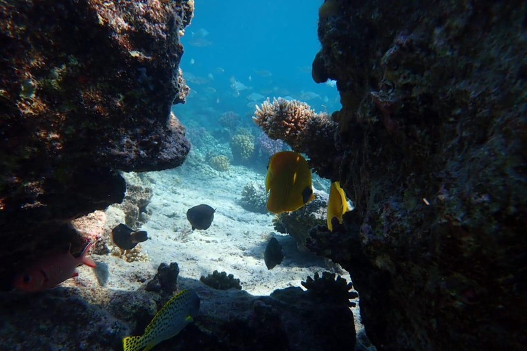 Hurghada: Golfinhos, snorkeling e passeio de iate à ilha de Magawish