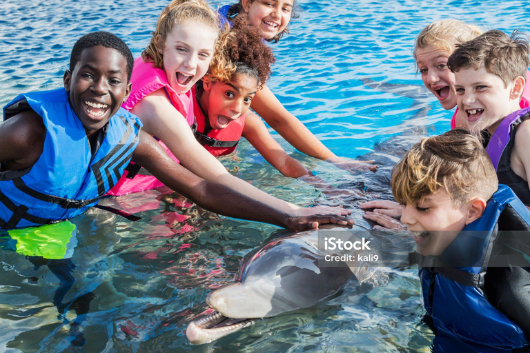 Punta Cana: Punta Cana Dolphin Encounter + Sea Lion Kiss Punta Cana: Dolphin Explore Swims and Encounters