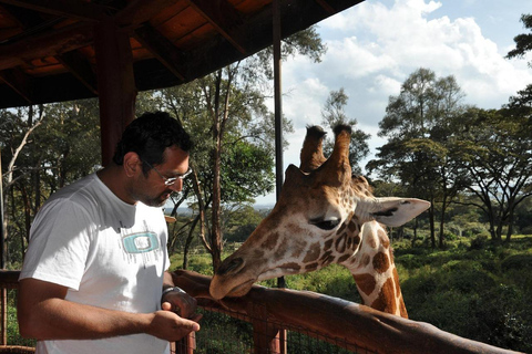 Nairobi : visite privée du parc national, de l&#039;éléphant et de la girafe