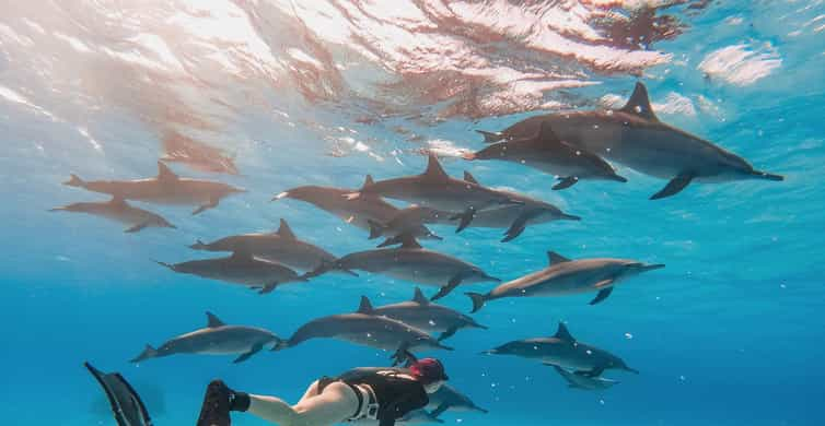 Marsa Alam: Sataya Reefs Dolphin Snorkel Cruise with Lunch