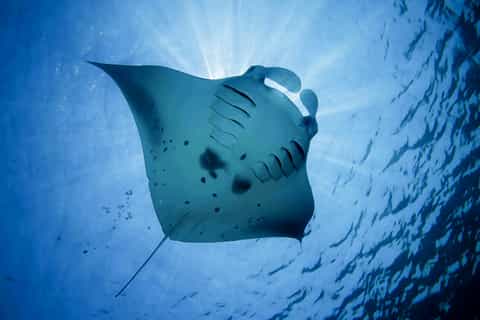 From Bali: Swim with Manta Rays in Nusa Penida