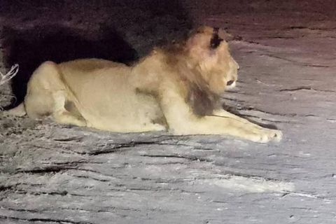 Nairobi National Park Night Safari with Armed Rangers