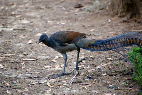 Safari z dziką przyrodą w Sydney