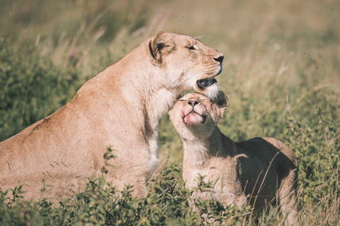 Serengeti: 3-dniowe wspólne safari grupowe