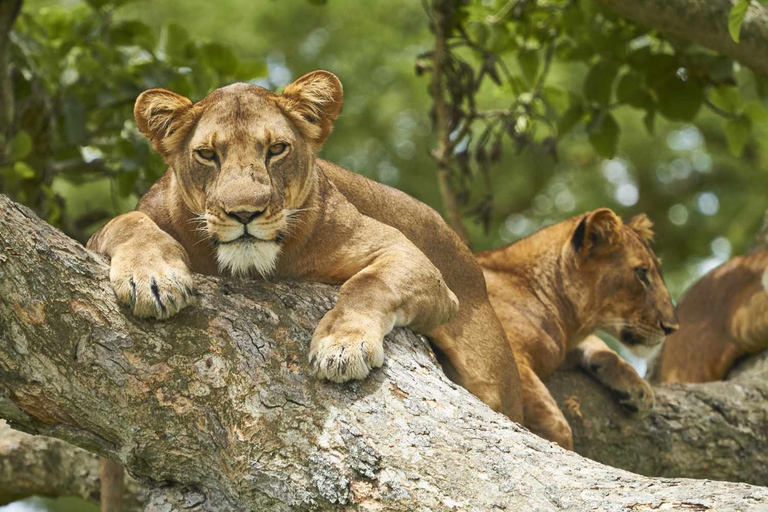 Uganda: Queen Elizabeth National Park 3-Day Safari Tour