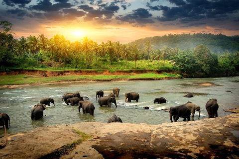 Kandy et Pinnawala : Découvrez la culture et la nature en une journée...