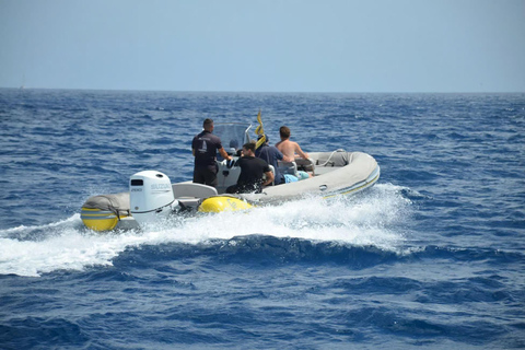 Morro Jable: Speedboat Dolphin & Whale Watching Tour