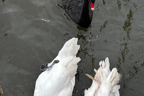 Promenade historique dans Stratford-upon-Avon - Tustin's Tours