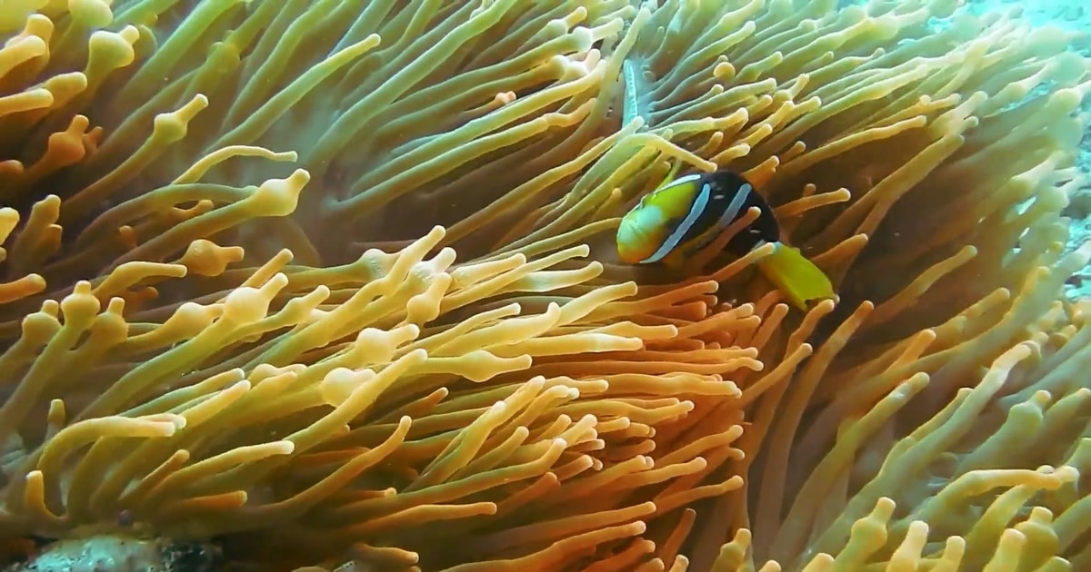 Snorkling på Mnemba-atollen | GetYourGuide
