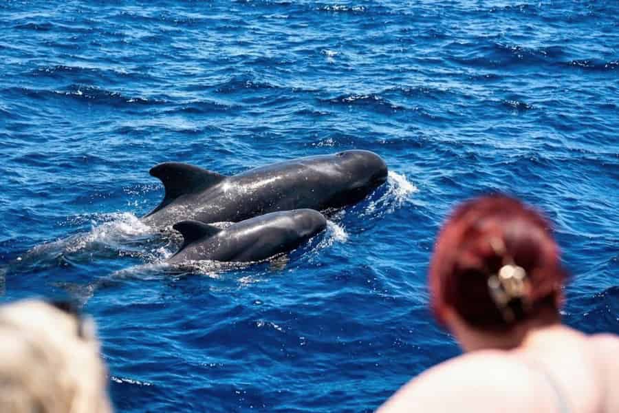 TENERIFFA: Wal- und Delfinbeobachtungstour + SCHWIMMSTOPP. Foto: GetYourGuide