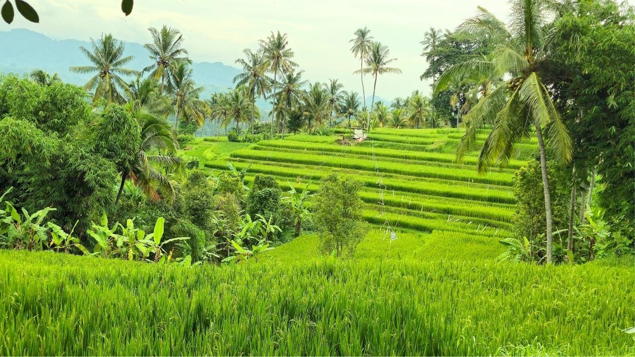 Mayong-Dorf, Nord-Bali: Naturspaziergang & echtes Mittagessen zu Hause