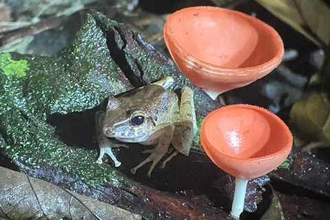 Manuel Antonio: Night tour with a naturalist guide.