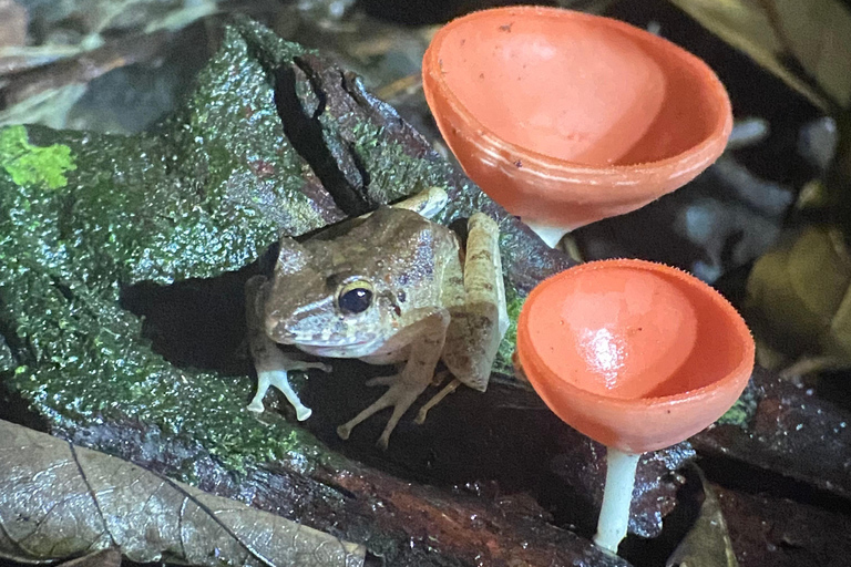 Manuel Antonio: Night tour with a naturalist guide.