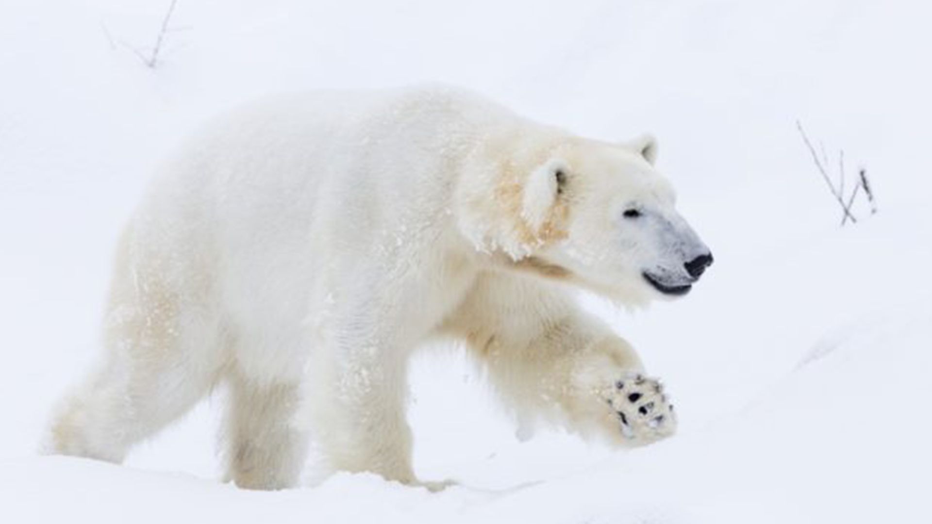 Rovaniemi: Premium-Kleingruppentour zum Ranua Wildlife Park