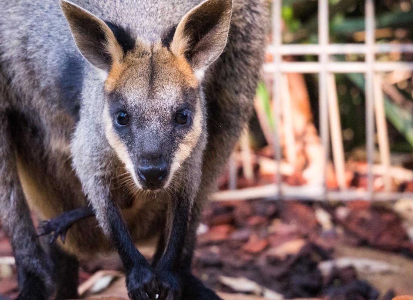 Sydney: Blue Mountains Scenic World, dyrepark og frokost