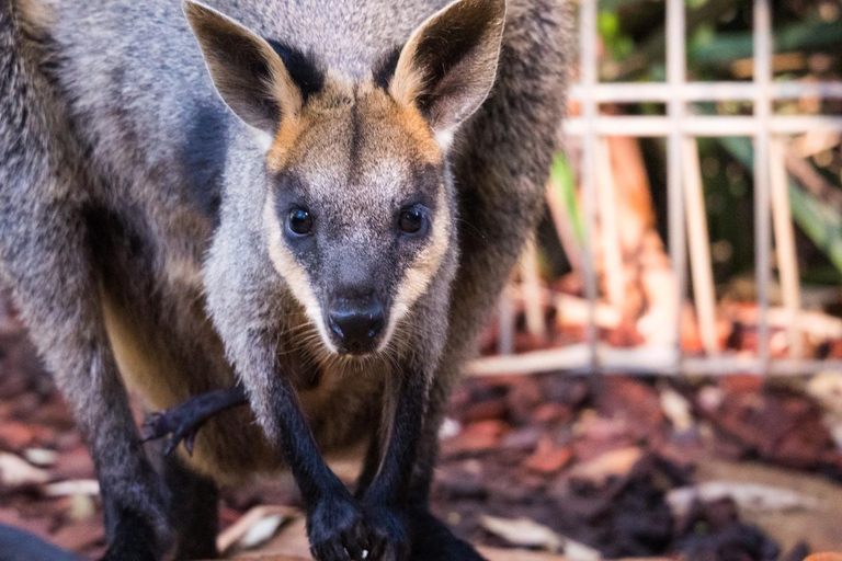 Sydney: Blue Mountains Scenic World, Wildlife Park and Lunch Departure from St. Andrew's Cathedral @ 7.30am