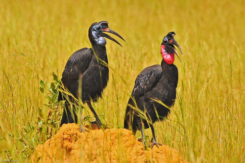 Safari ornitológico de 5 días por la sabana