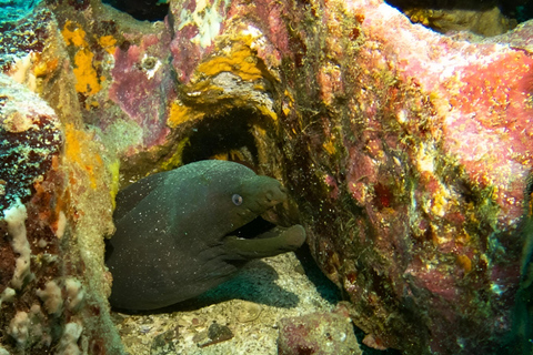 BUCEO EN MOSQUERA - TESOROS DEL BUCEO EN GALÁPAGOS