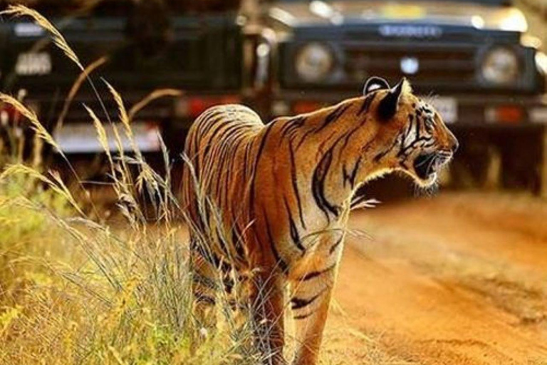 Day Trip From Jaipur To Ranthambore Safari