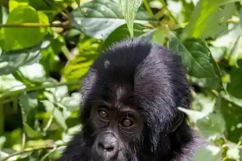 6 Day Gorilla tracking and Wildlife Safari