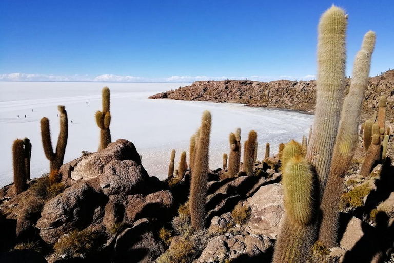 Uyuni: 1-dniowa wycieczka jeepem na wyspę Incahuasi i solniska Uyuni