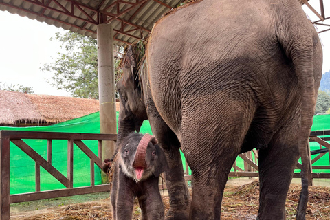 Chiang Mai : Nouvelle maison des éléphants Programme de soins aux éléphantsAvec transfert depuis la ville de Chiang Mai