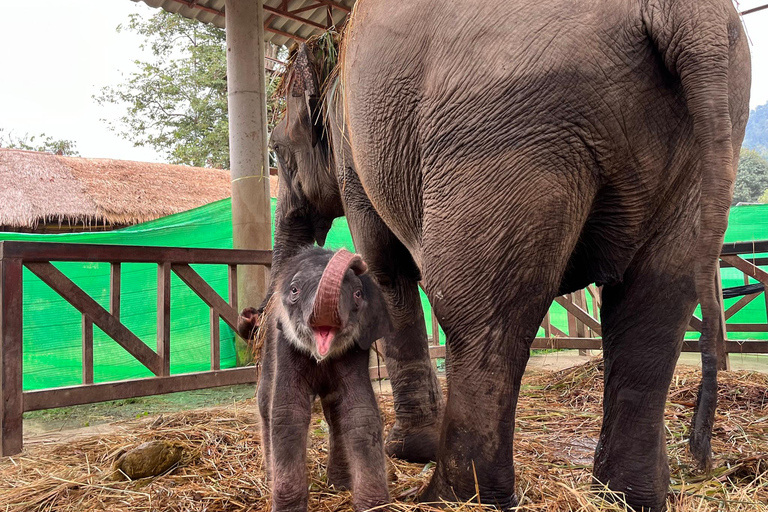 Chiang Mai : Nouvelle maison des éléphants Programme de soins aux éléphantsAvec transfert depuis la ville de Chiang Mai