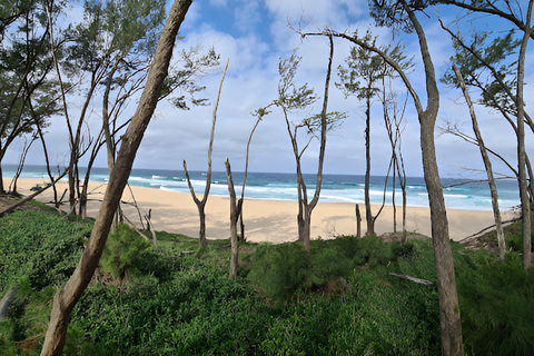 8-dniowa wycieczka safari do Parku Narodowego Krugera, St Lucia i Sodwana