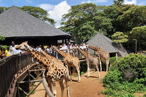 Nairobi: Giraffe Centre Visit and Giraffe Feeding Experience Nairobi: Interactive Giraffe Feeding & Wildlife Education