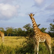 Nairobi: Nakuru National Park & Lake Naivasha Day Tour 