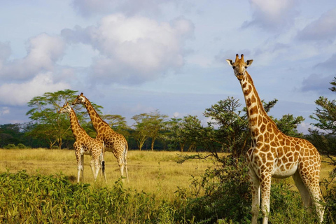 Vanuit Nairobi: Lake Nakuru National Park Dagvullende Tour