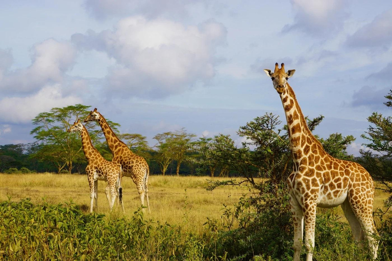 Von Nairobi aus: Ganztagestour zum Lake Nakuru National Park