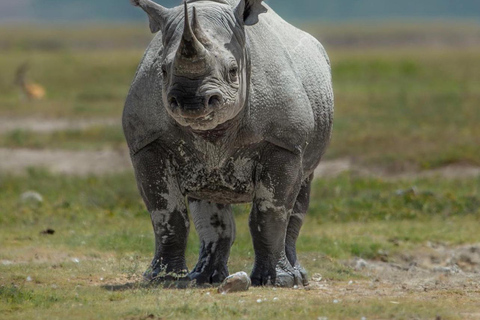 From Arusha: 7-Day Wildebeest Migration and Predator Safari