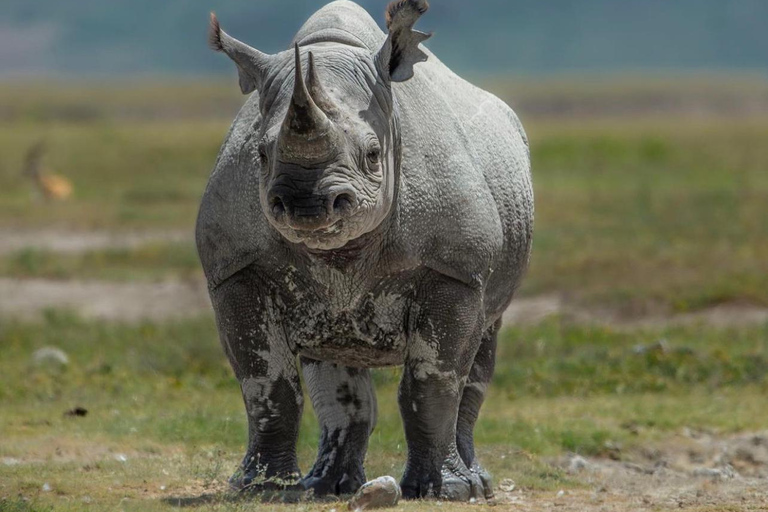 From Arusha: 7-Day Wildebeest Migration and Predator Safari