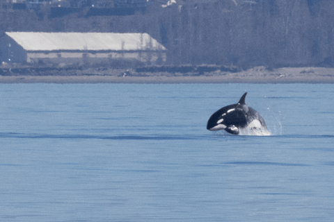 Seattle: Half-Day Wildlife and Whale Watching Cruise Standard Seating