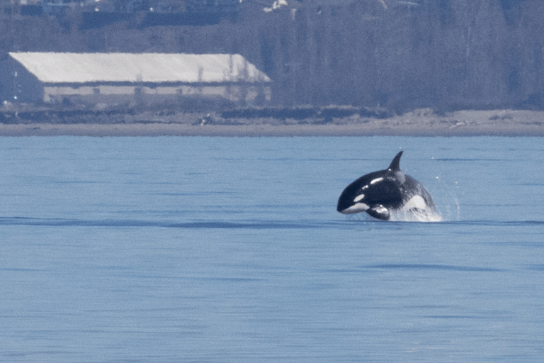 Seattle: Half-Day Wildlife and Whale Watching Cruise Standard Seating