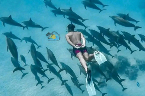 Zanzibar: Mnemba Dolphins Snorkel & Baraka Aquarium Turtles Hotel transfers anywhere in Zanzibar