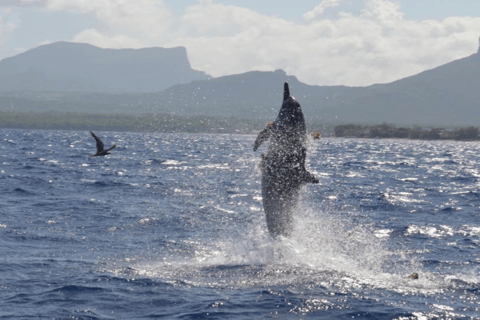 Bateau à moteur sur l&#039;île aux Bénitiers + nage avec les dauphins et déjeuner