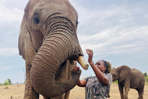 Interact, walk side by side with elephants in Victoria Falls