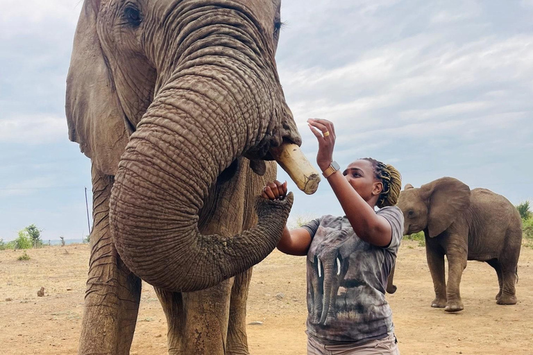 Interact, walk side by side with elephants in Victoria Falls